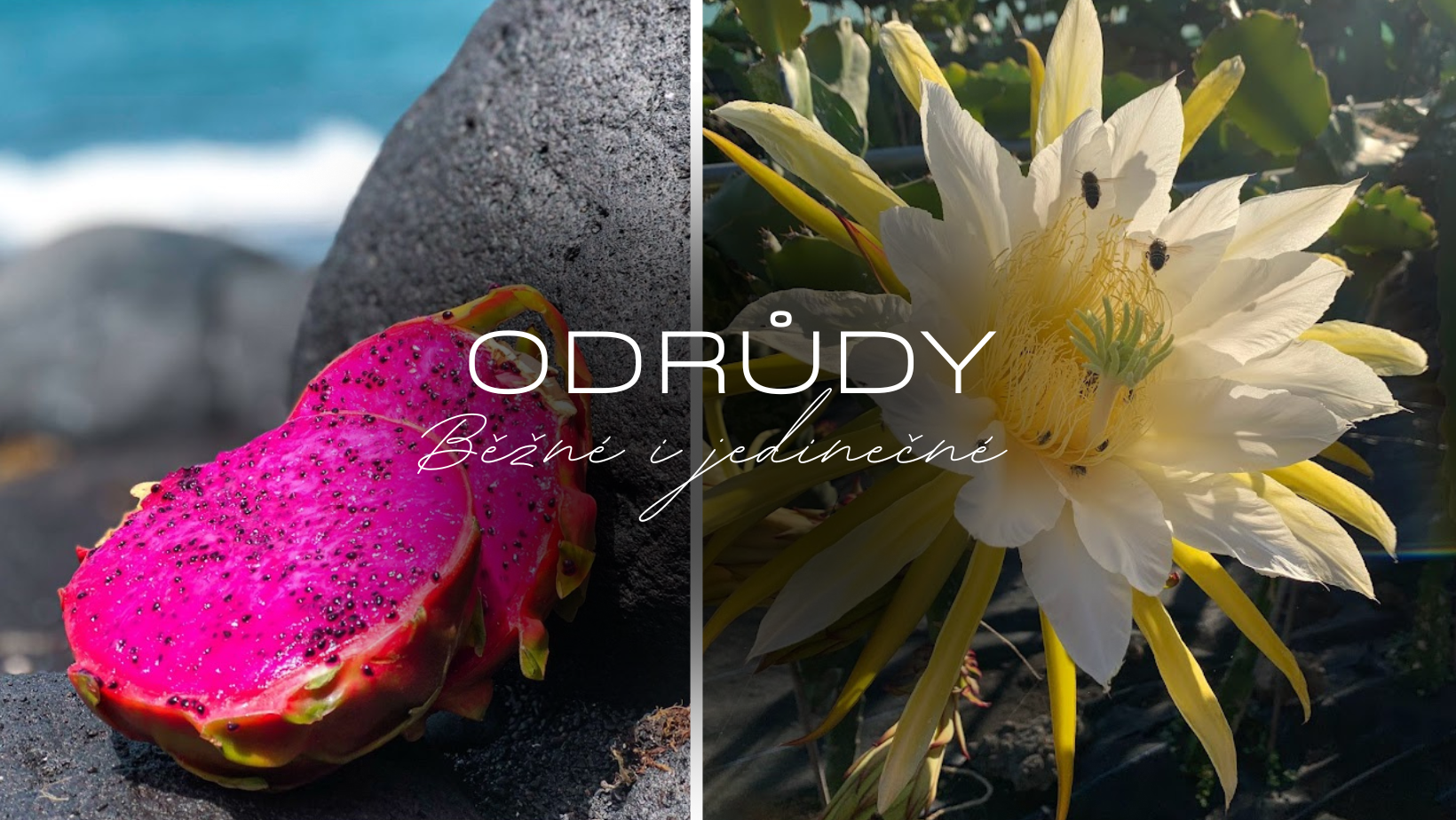 Dračí ovoce a jeho odrůdy